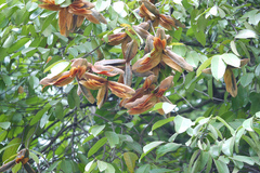 Lophopetalum wightianum